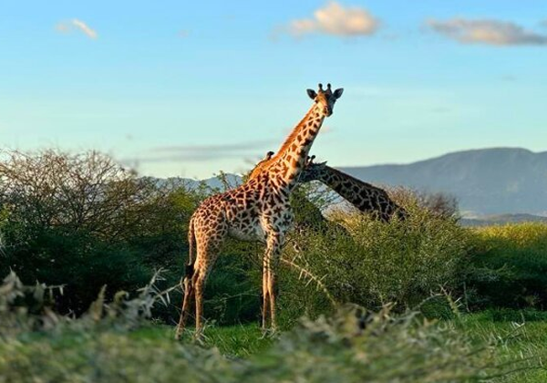 Arusha-Giraffe-Center